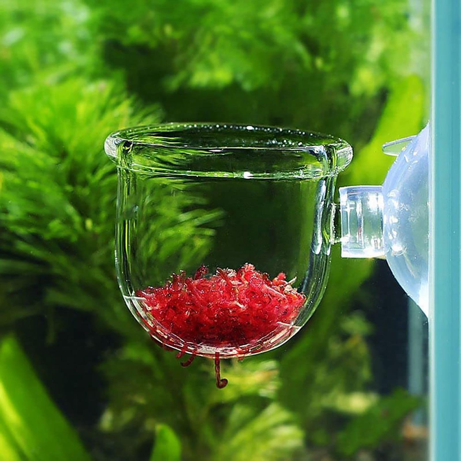 Aquarium Plant Seeds - Aquarium Blumentopf Glas Zylinder Tasse mit