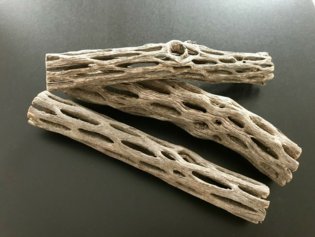 Aquarium Plant Seeds - Bio/natürliches Aquarium Cholla Kaktus Holz Garnelen