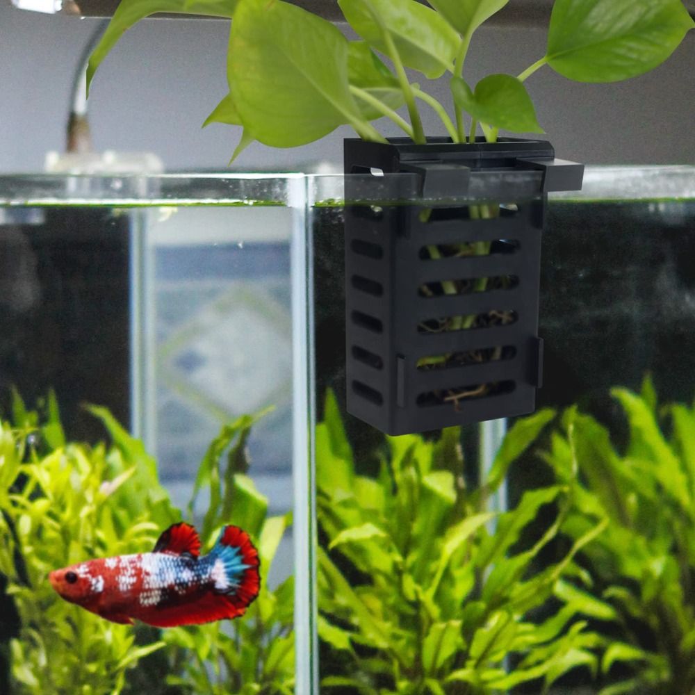 Wasser Pflanze Landschaft Aqua – Emersed Plants Aquarium Bewertung und Preis