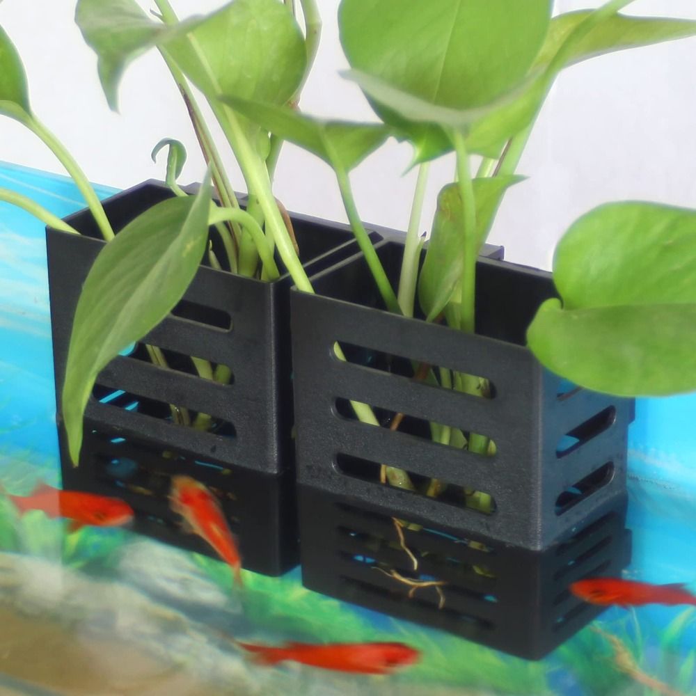 Wasserpflanze Landschaft Aquar – Emersed Plants Aquarium Bewertung und Preis