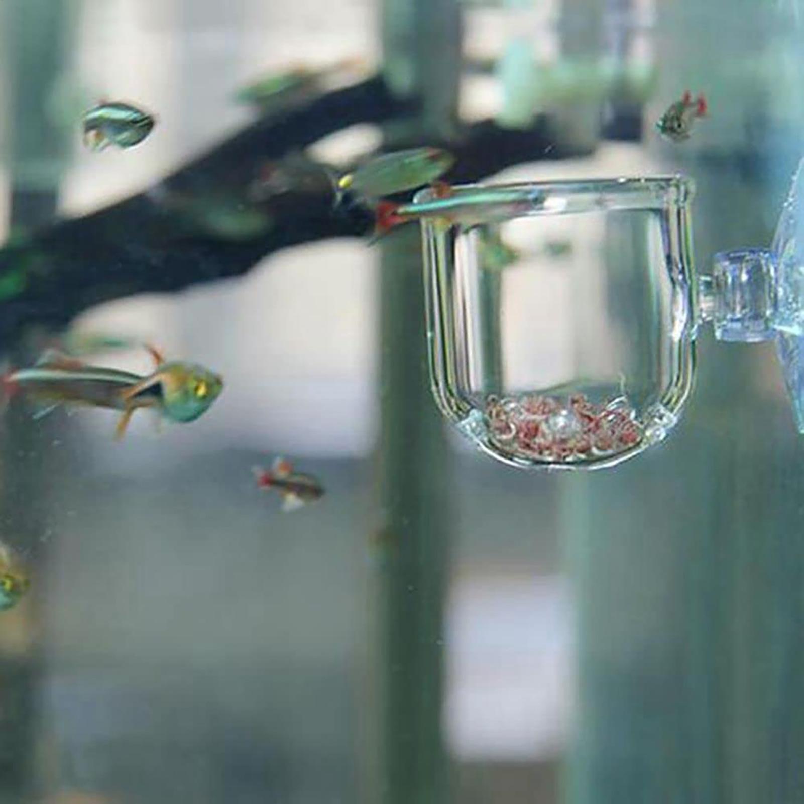Aquarium Blumentopf Glas Zylin – Aquarium Plant Seeds Bewertung und Preis