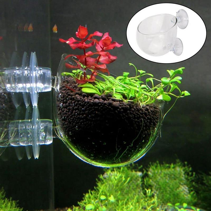 Aquarium-Pflanztopf, Glaszylin – Aquarium Plant Seeds Bewertung und Preis