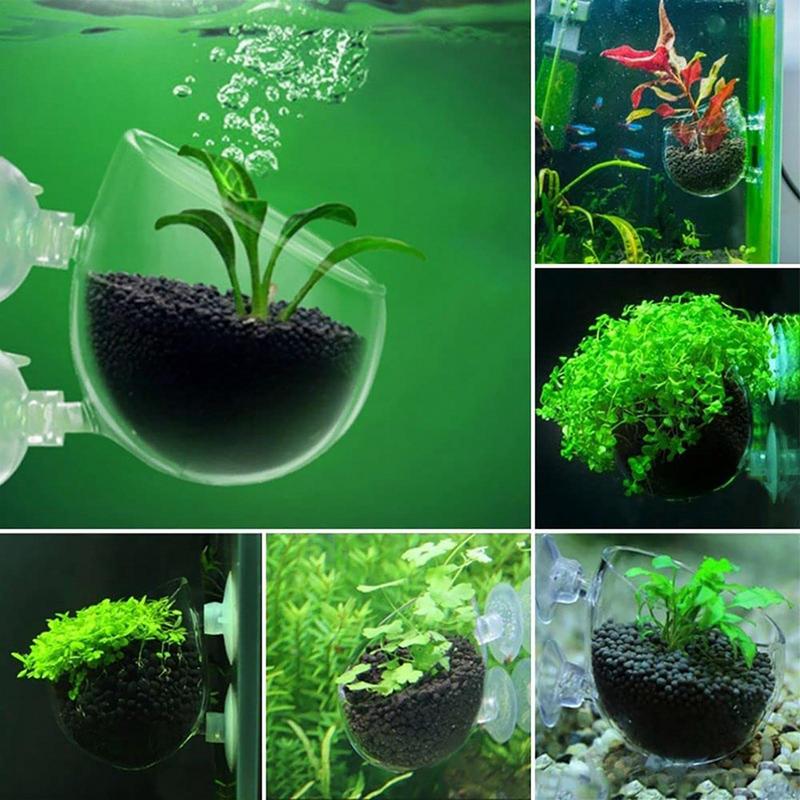 Acryl Wasserpflanze Tasse Aqua – Aquarium Plant Seeds Bewertung und Preis