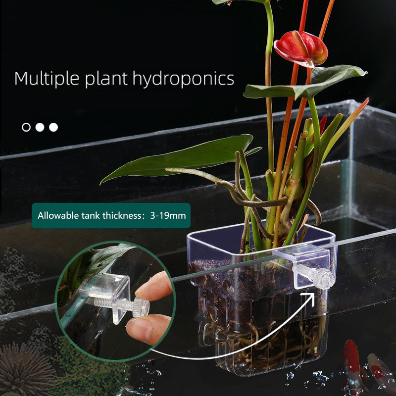 1Pc Aquarium Hydrokultur Pflan – Aquarium Plant Seeds Bewertung und Preis