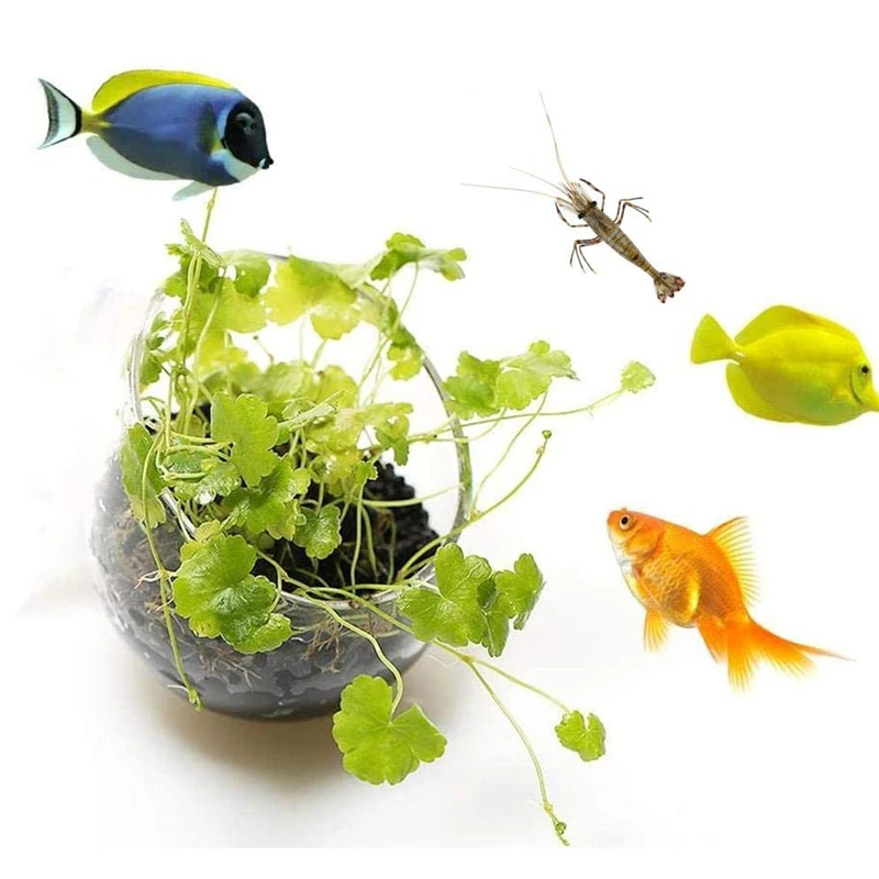 Neue Aquarium Blumentopf Glas  – Aquarium Plant Seeds Bewertung und Preis