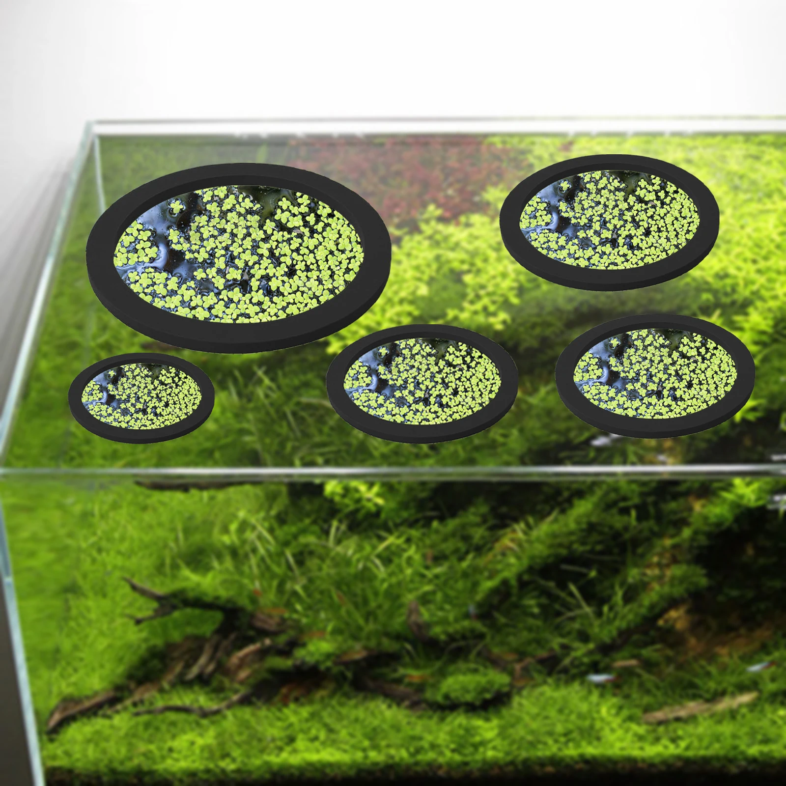 5Pcs EVA Fisch Fütterung Ring  – Aquarium Planted Tank Bewertung und Preis