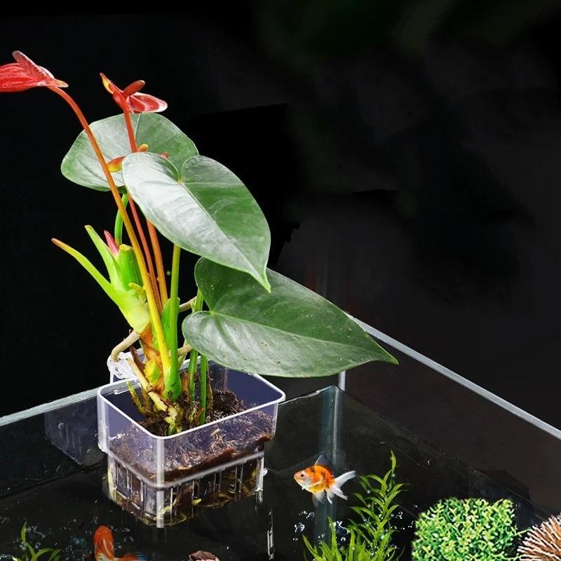 Transparenter, aufhängbarer Aq – Aquarium Plant Easy To Grow Bewertung und Preis