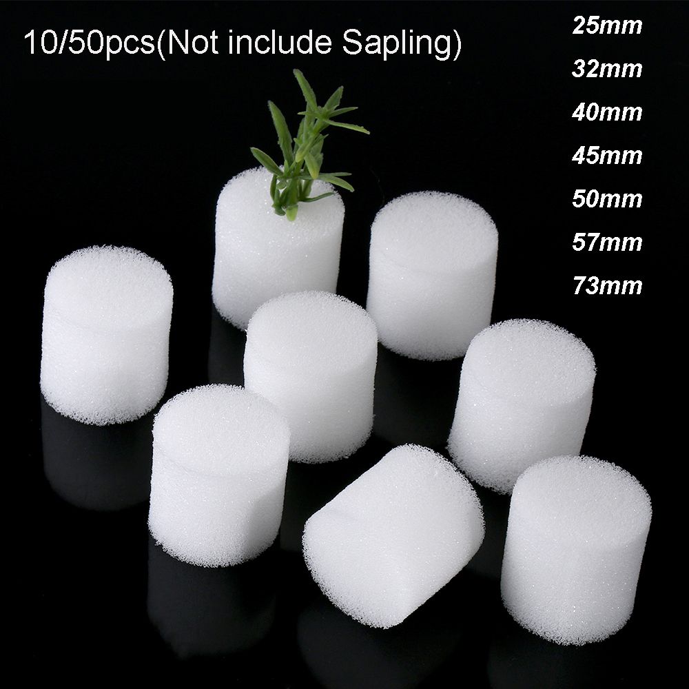10/50 stücke Durable Garten Li – Aquarium Plant Seeds Bewertung und Preis
