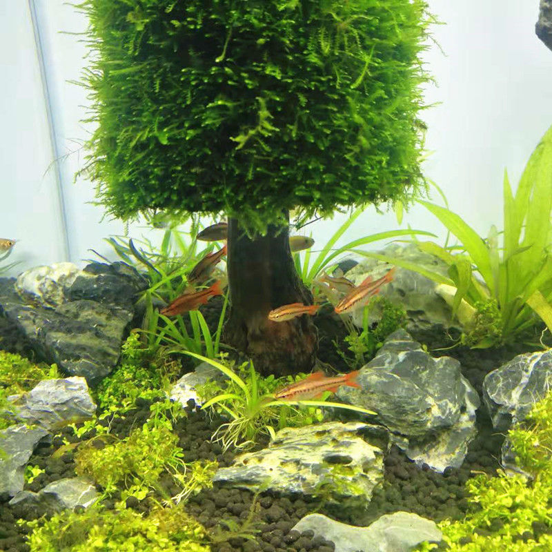 Aquarium Dekoration Aquatische – Aquarium Plant Seeds Bewertung und Preis