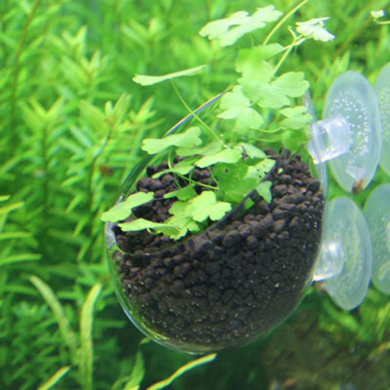Aquarium hängen Blumentopf Gla – Aquarium Plant Seeds Bewertung und Preis