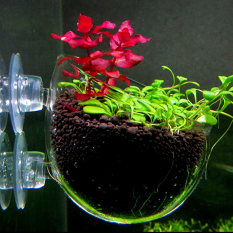 Aquarium hängen Blumentopf Gla – Aquarium Plant Seeds Bewertung und Preis