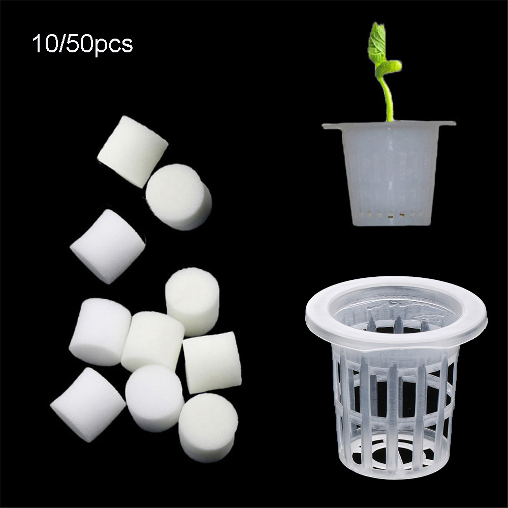 10/50 stücke Langlebige Pflanz – Aquarium Plant Seeds Bewertung und Preis