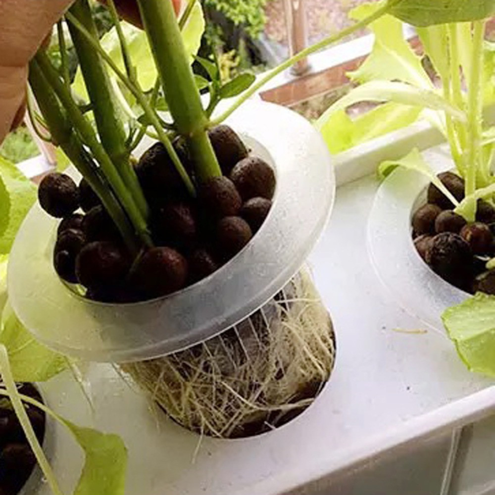 10/50 stücke Langlebige Pflanz – Aquarium Plant Seeds Bewertung und Preis