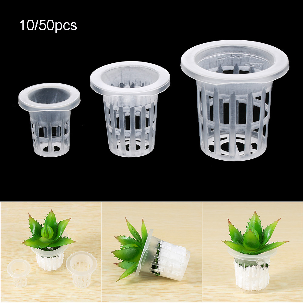 10/50 stücke Garten Liefert Pf – Aquarium Plant Seeds Bewertung und Preis