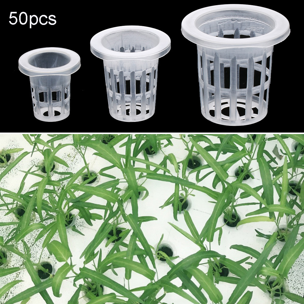 10/50 stücke Garten Liefert Pf – Aquarium Plant Seeds Bewertung und Preis
